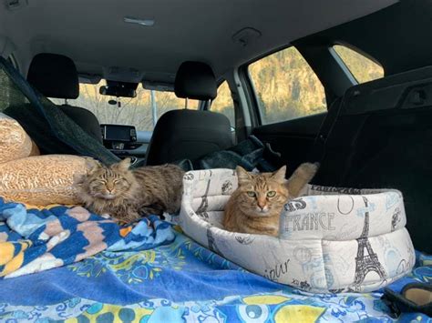 taking cats on long car trips.